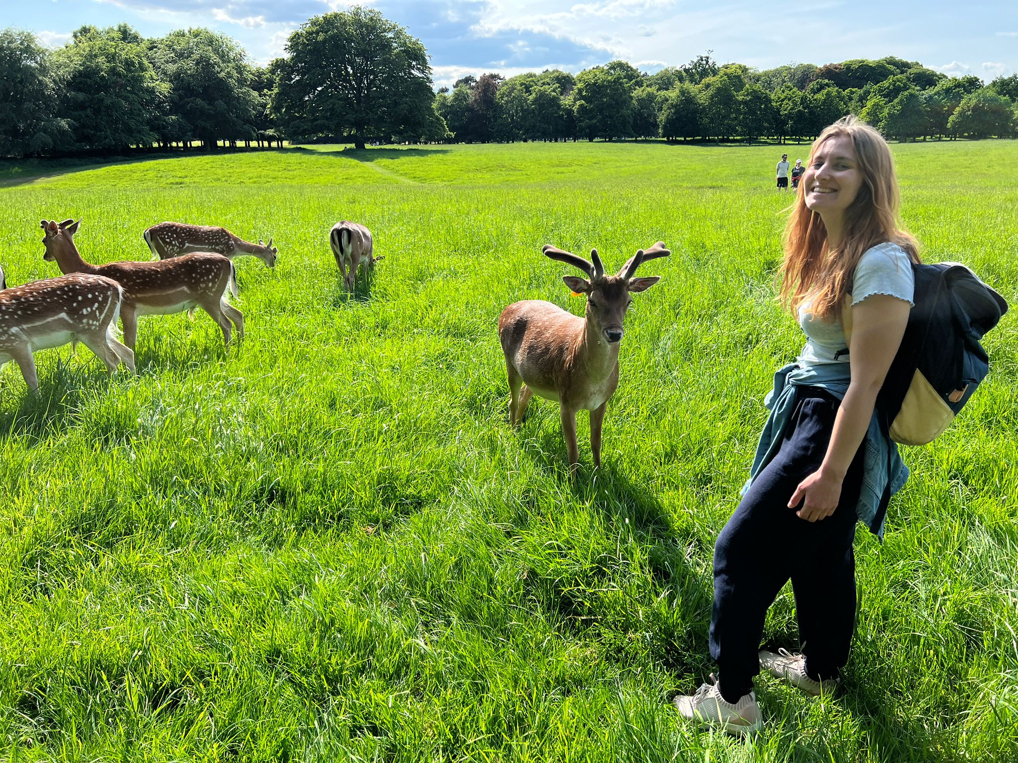 Oh “deer” Phoenix Park